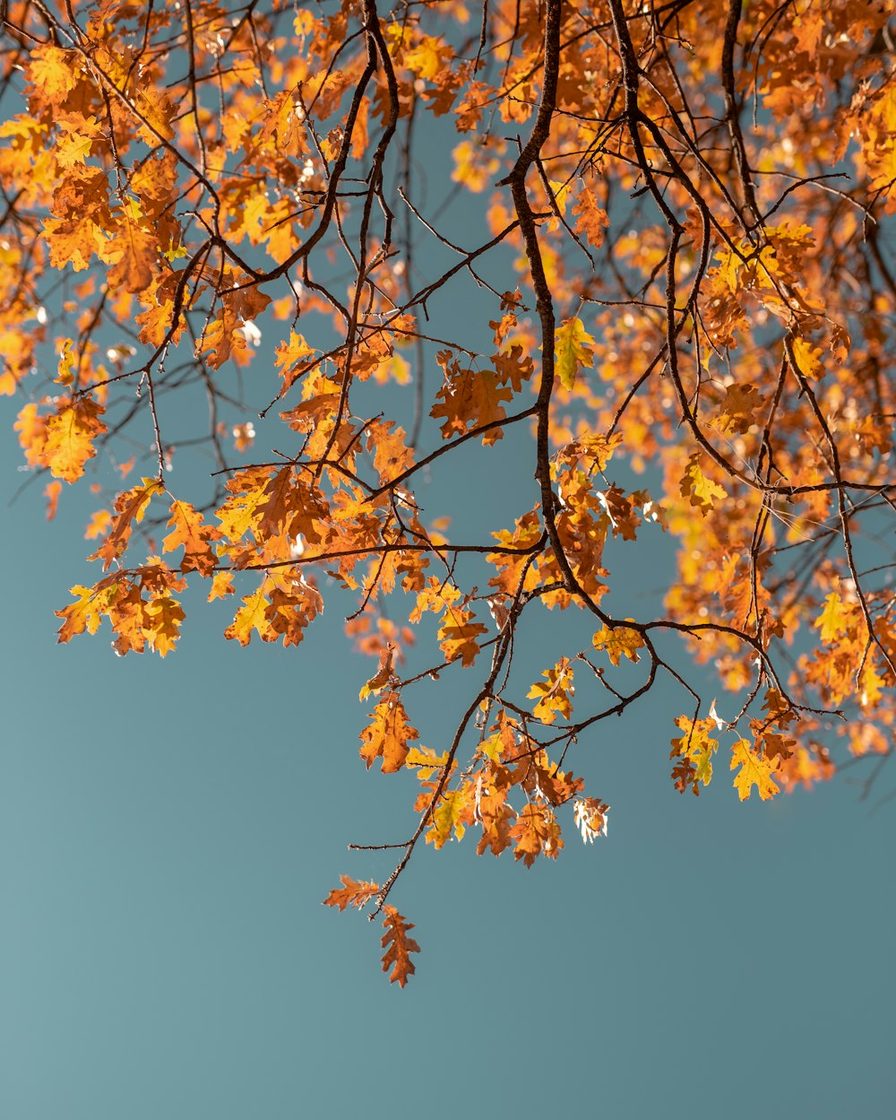 Fotografia macro dell'albero della foglia d'arancio