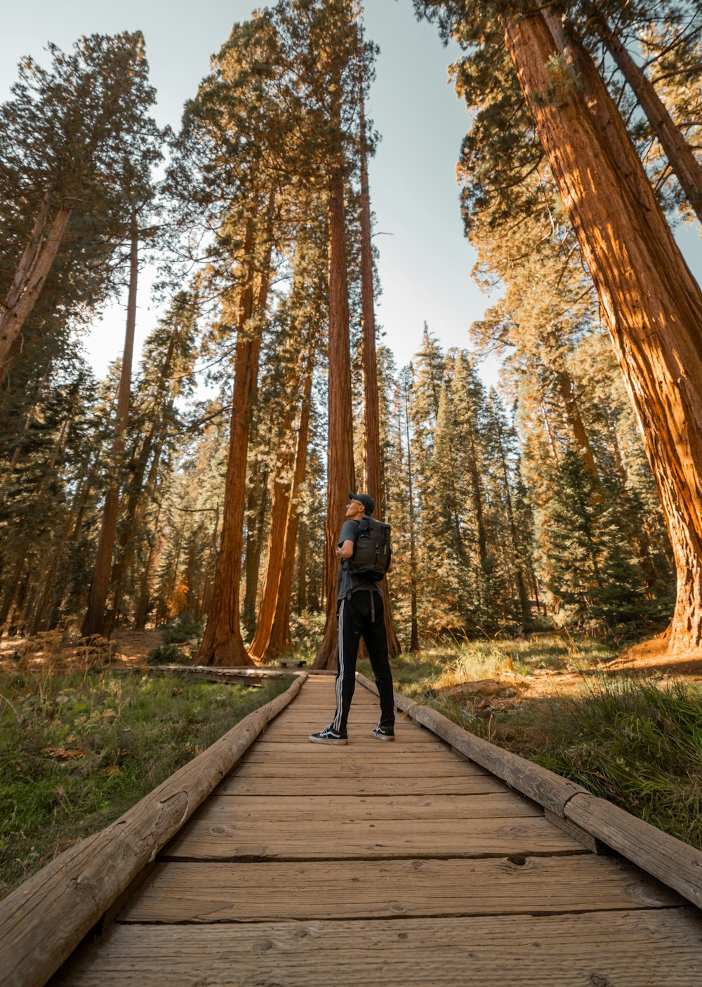 Mann im grauen Hemd mit Rucksack, der auf einem Holzweg steht, der von grünen Bäumen umgeben ist
