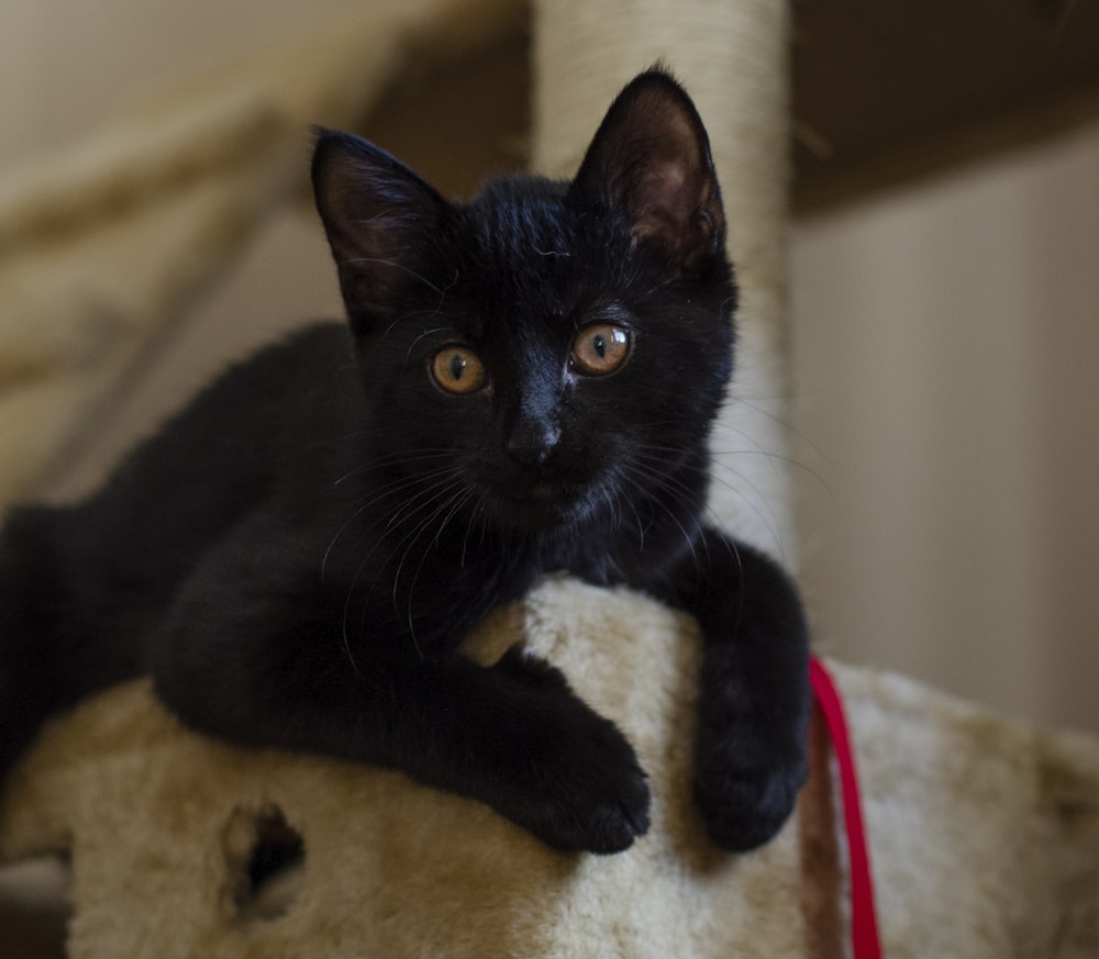 short-fur black cat with brown eyes