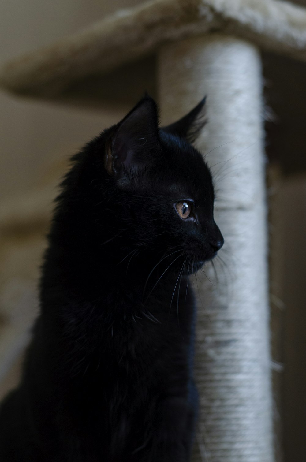 Bombay cat