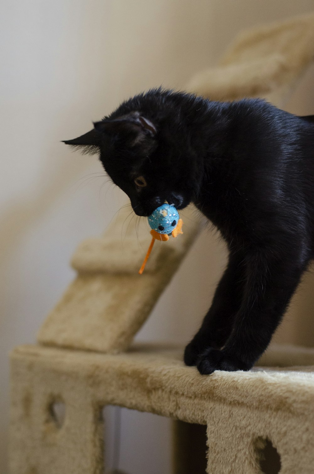 black kitten biting blue and orange lollipop