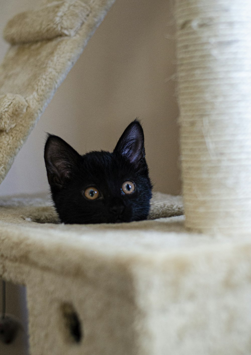 black cat in cat tree