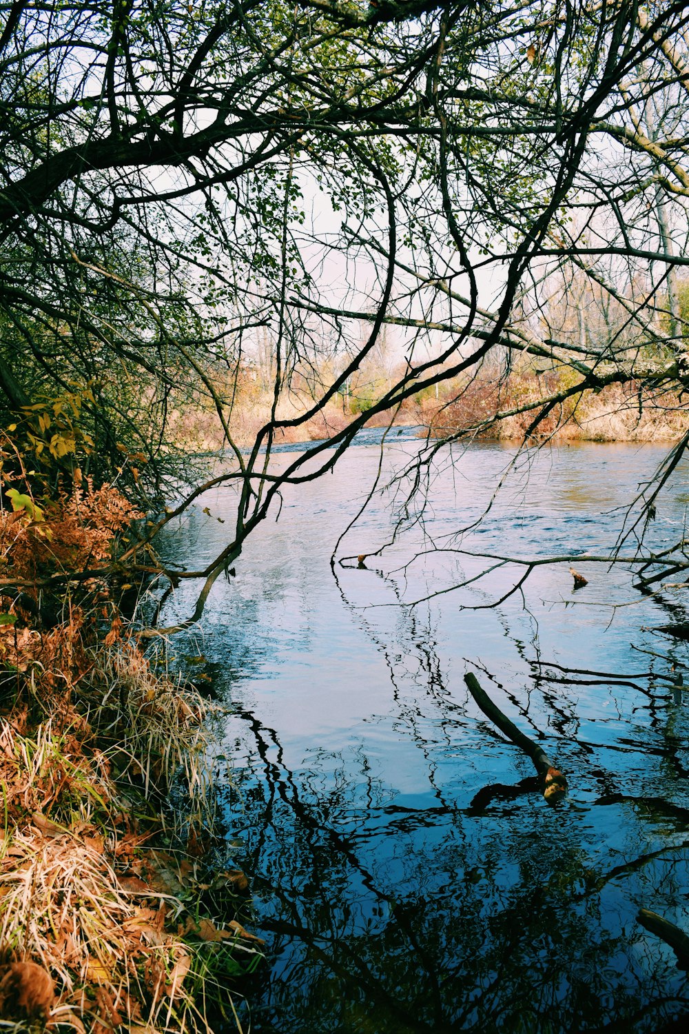 río junto a los árboles durante el día
