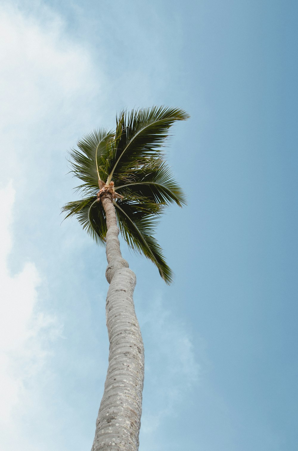 fotografia ad angolo basso dell'albero di cocco verde sotto il cielo bianco e blu