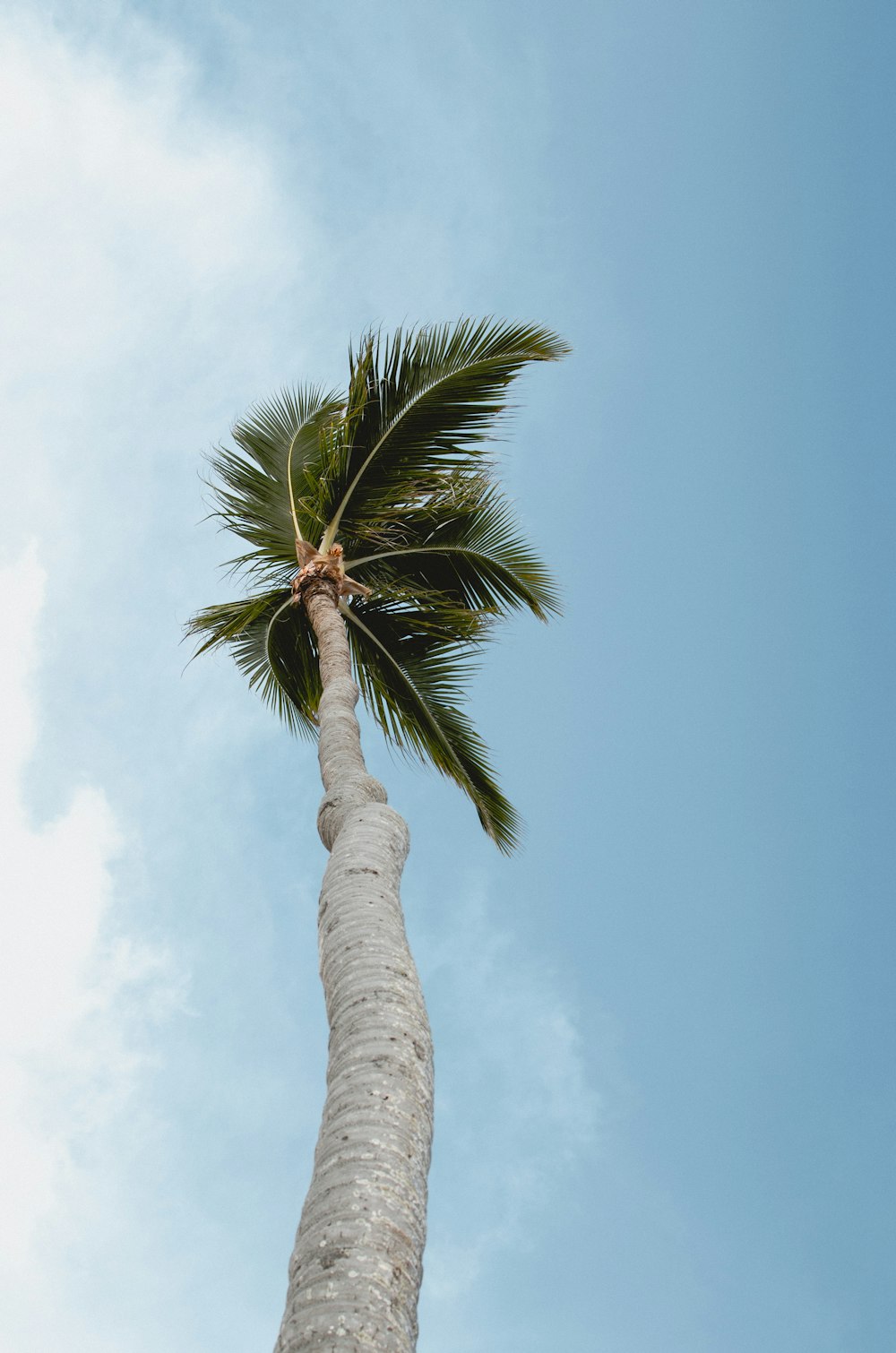 low-angle photography of green coconut tree under white and blue sky