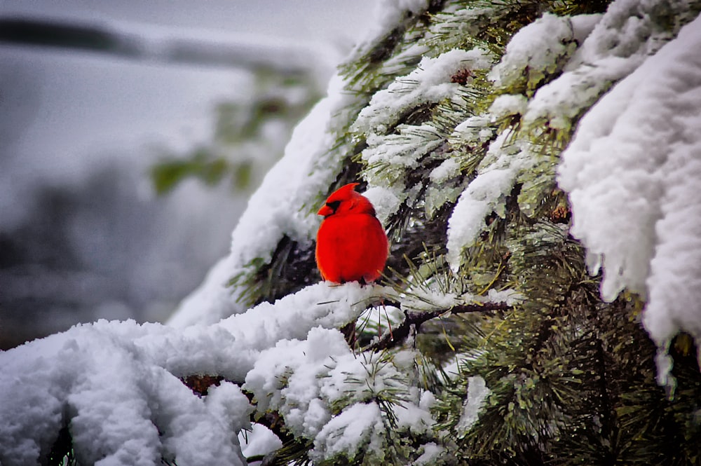 赤いカーディガンの鳥
