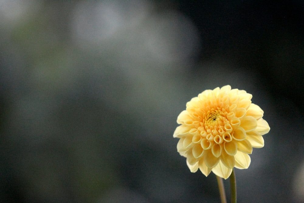 yellow cluster flower