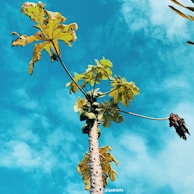Hands planting papaya seeds in rich, dark soil under a bright blue sky.