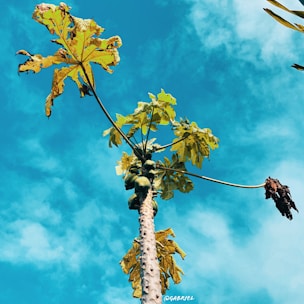 A vibrant papaya tree growing in a sunny backyard garden with ripe fruits hanging.