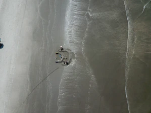 Participants practicing beach wildlife rescue on a sandy shore with gentle waves.