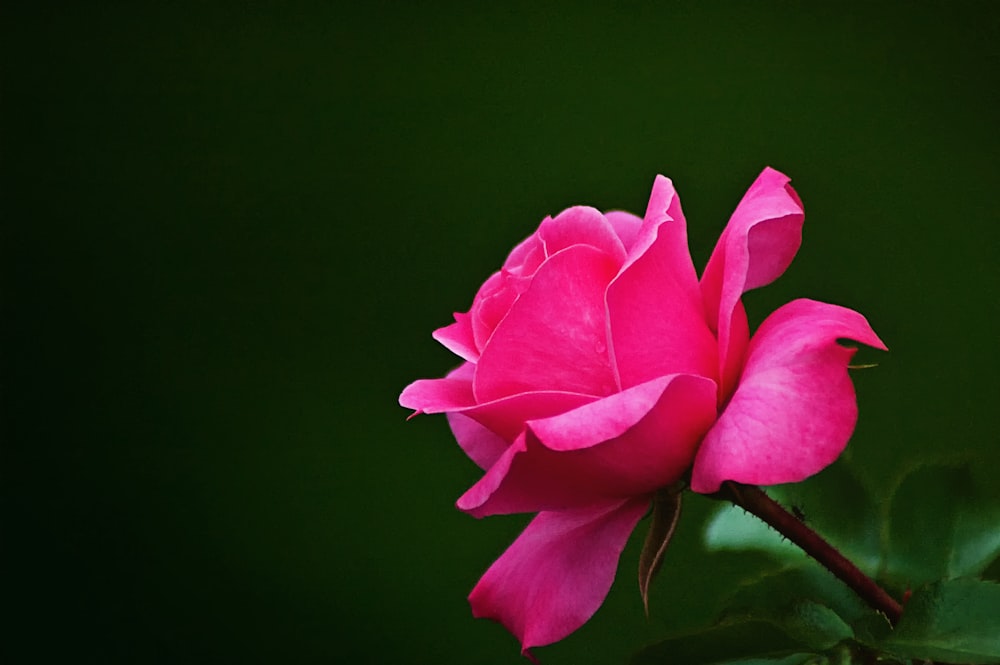 Una singola rosa rosa con sfondo verde