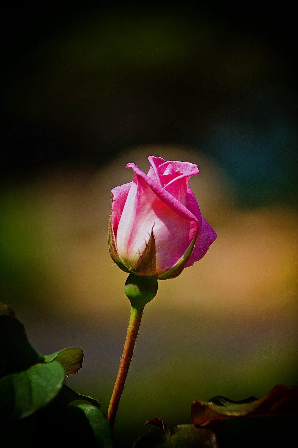 ピンクのバラの花のつぼみ