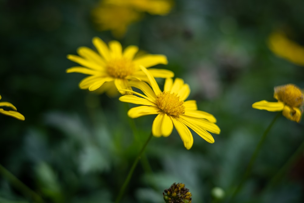 selective focus photography of yellow Daisy flowers