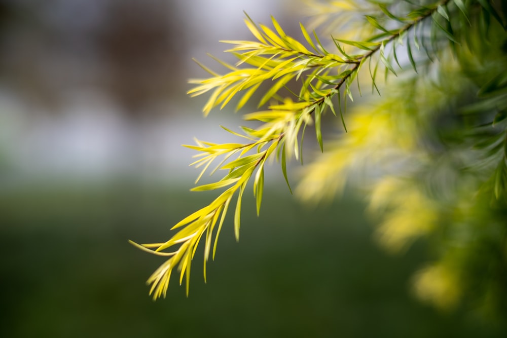 green-leafed plant