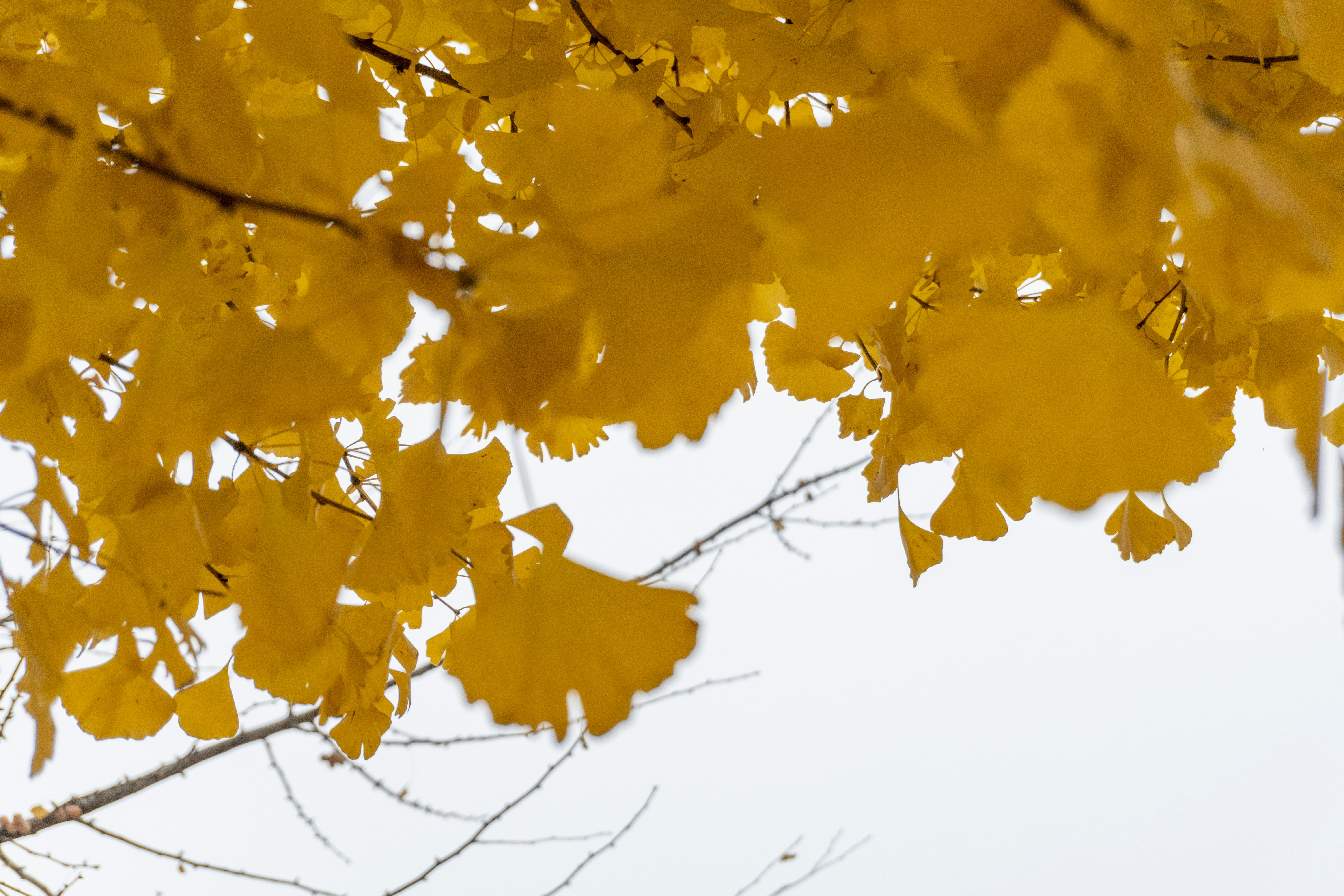الجنكة بيلوبا: دور الأحفوري الحي في التخضير الحضري