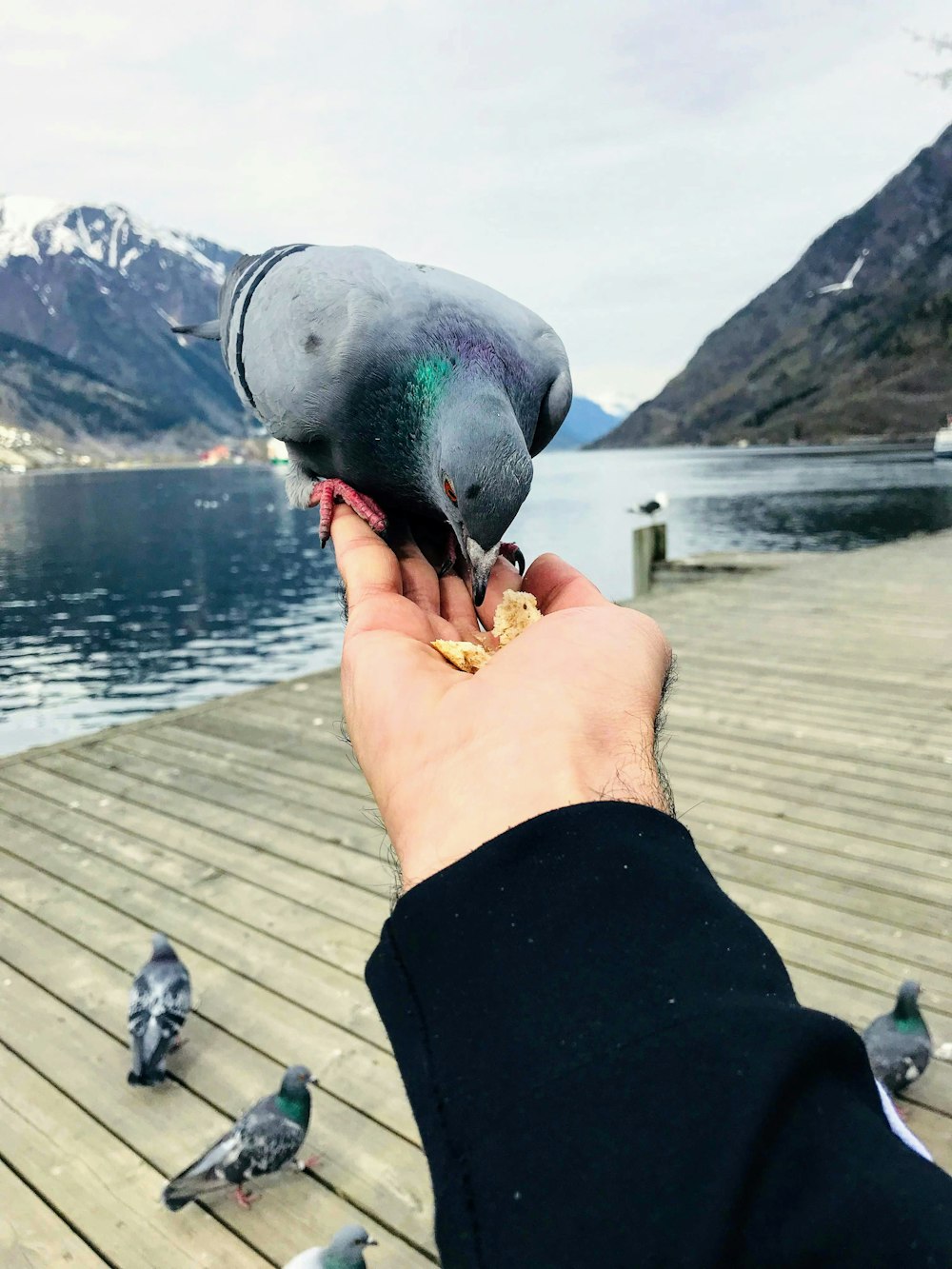 person feeding the pigeon