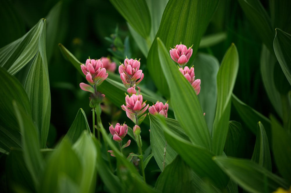 a group of pink flowers surrounded by green leaves