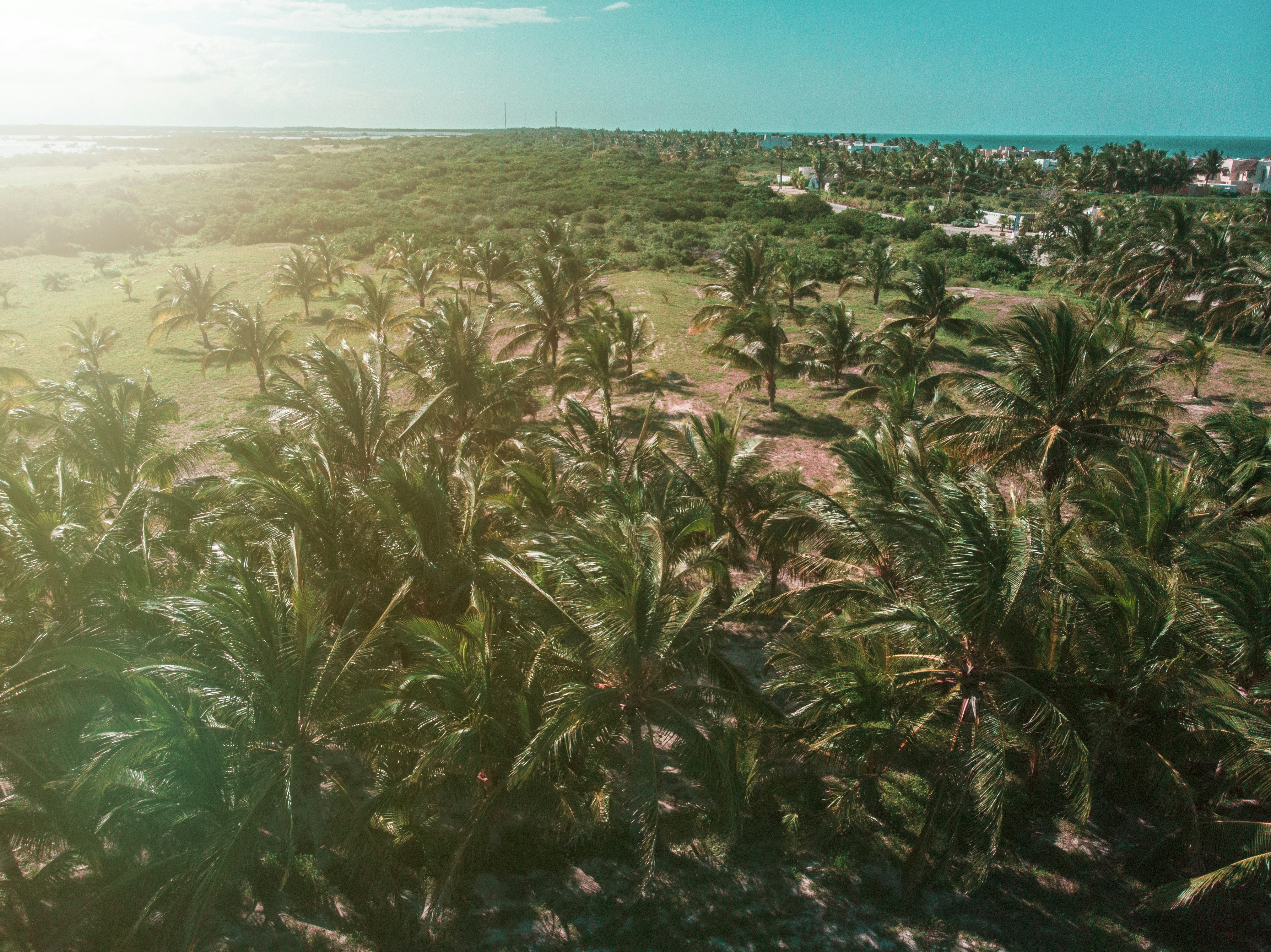 green coconut trees during daytime