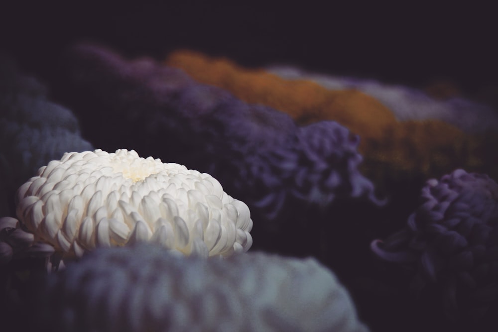 macro photography of white chrysanthemum flower