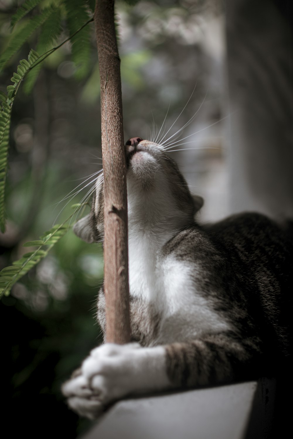 brown tabby cat looking up