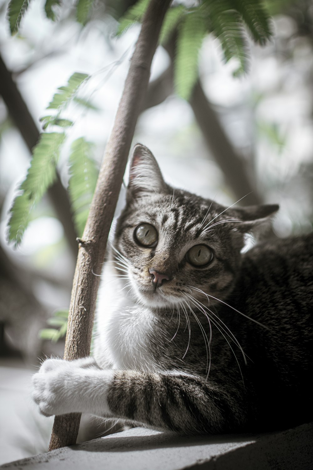 brown tabby cat holding on brown branch