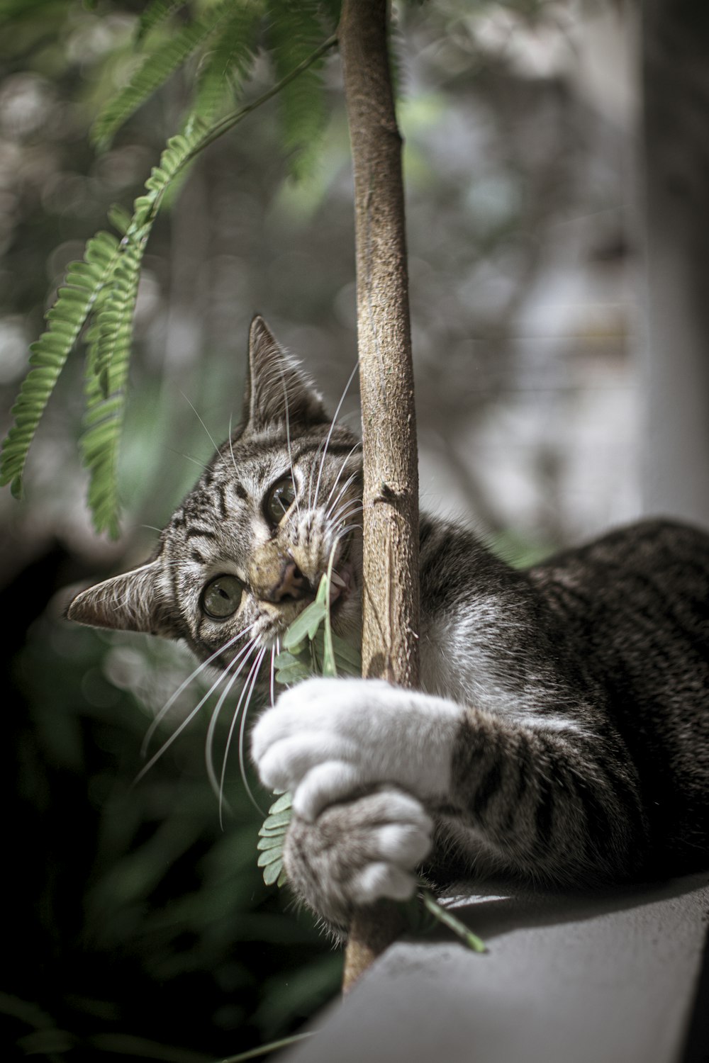 brown tabby cat biting leaf