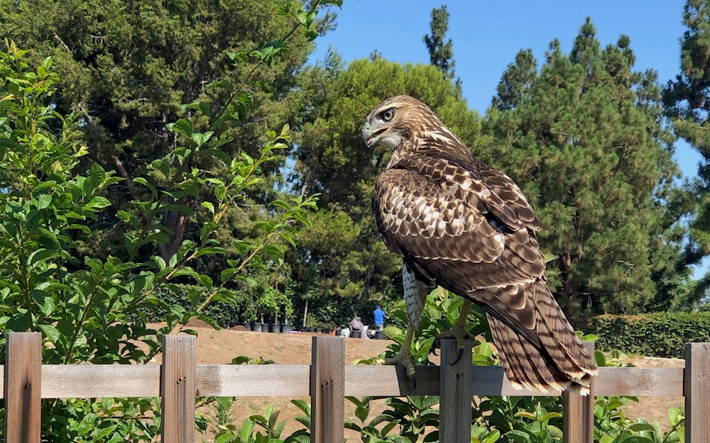 brown and white eagle on brown wooden fence surrounded with green trees