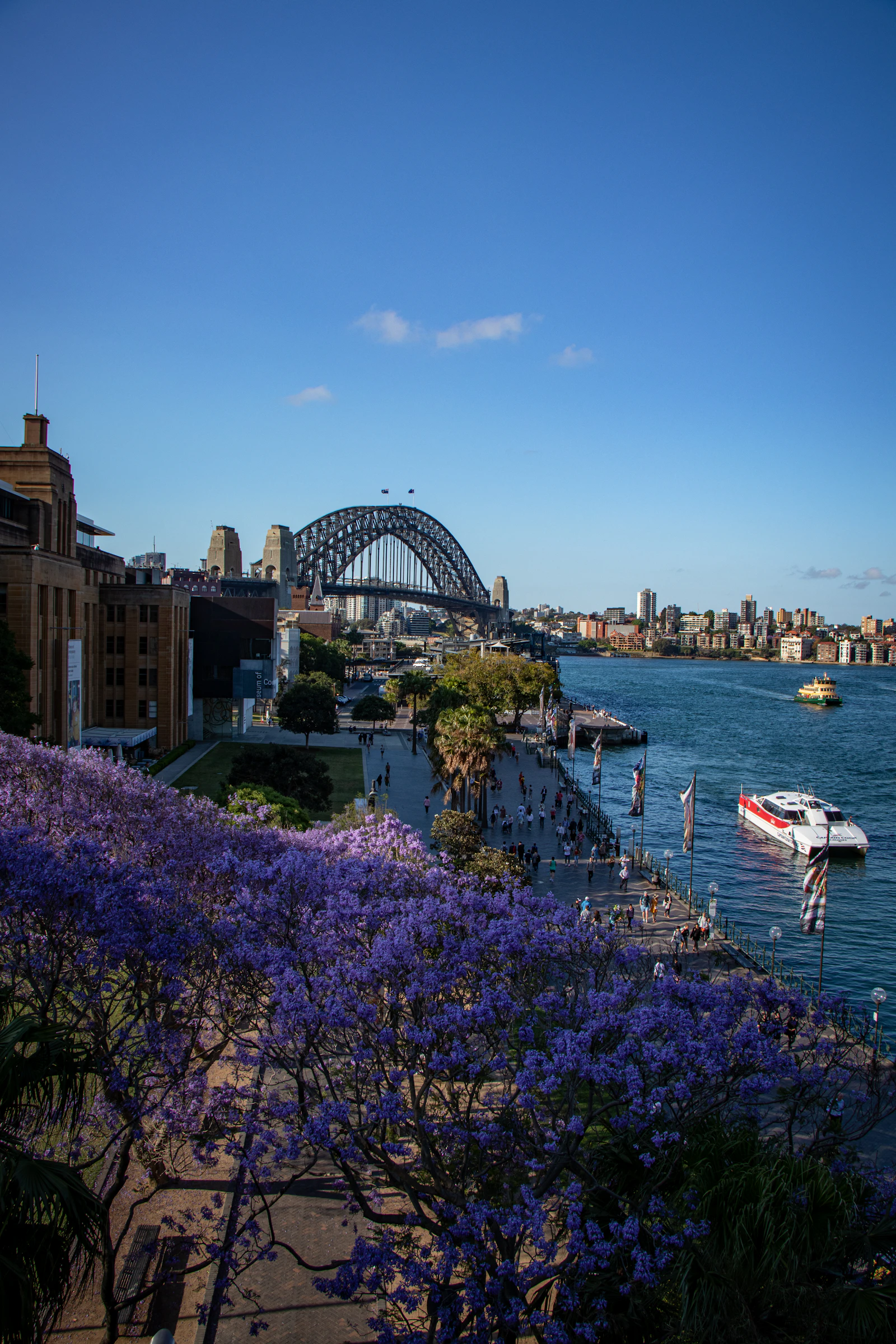 Lila blühende Jacaranda Bäume im australischen Frühling am Hafen von Sydney