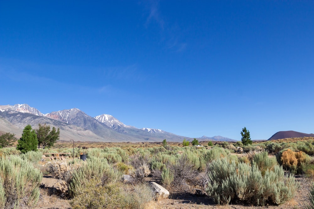 green plants near mountains during daytime