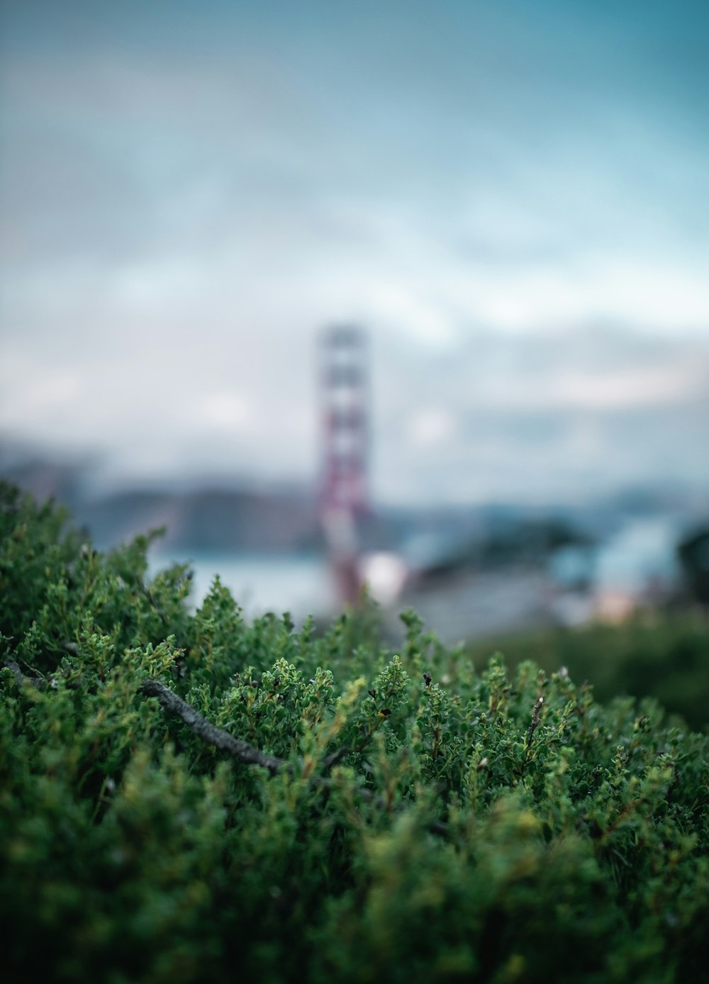 a blurry photo of a tree with a ferris wheel in the background