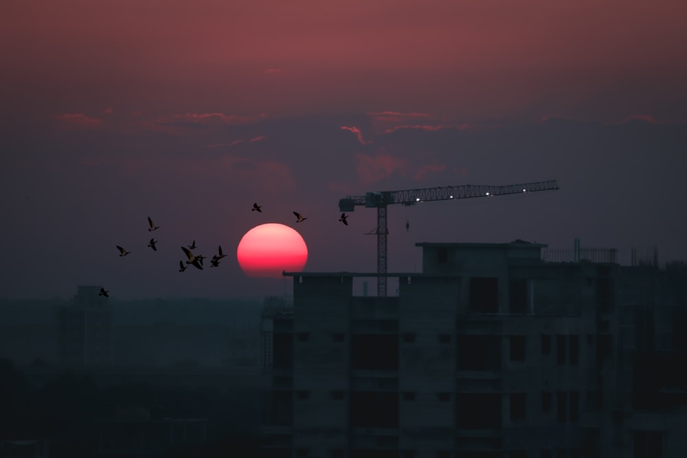flock of birds on mid air during golden hour