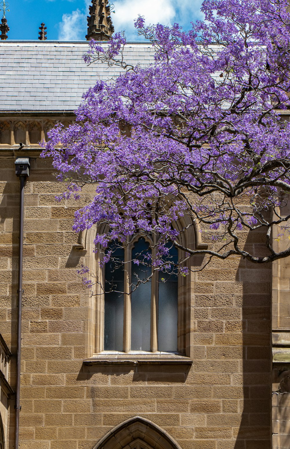 Edificio cerca del árbol de la hoja púrpura durante el día