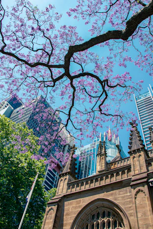 low-angle photography of purple flowering tree outside a building