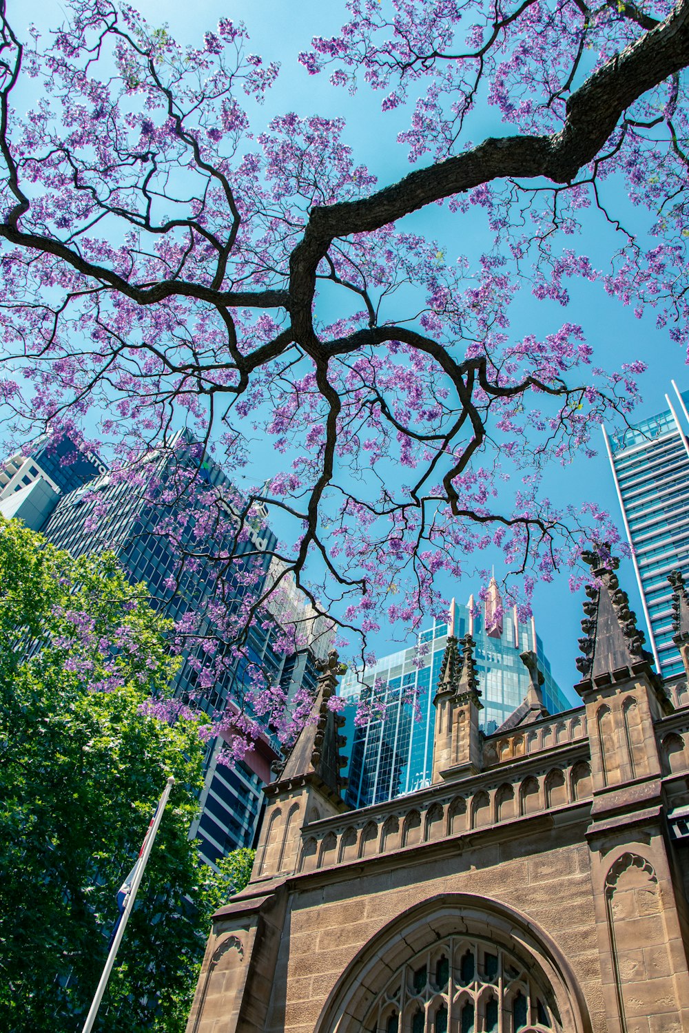Fotografía de ángulo bajo de un árbol de flores púrpuras fuera de un edificio