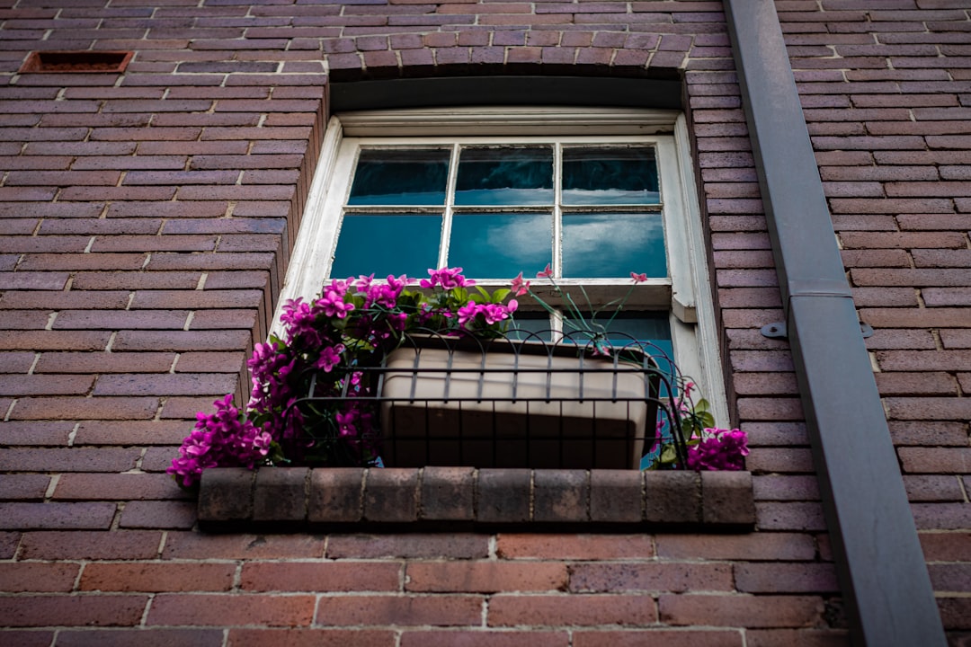 shallow focus photo of purple flowers in front of window