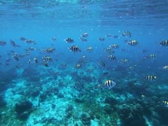 A school of tropical fish swimming through crystal-clear waters in the marine zone.