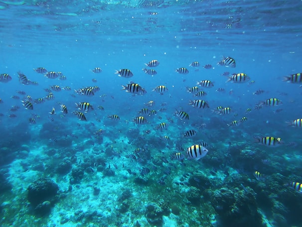 A school of tropical fish swimming through crystal-clear waters in the marine zone.