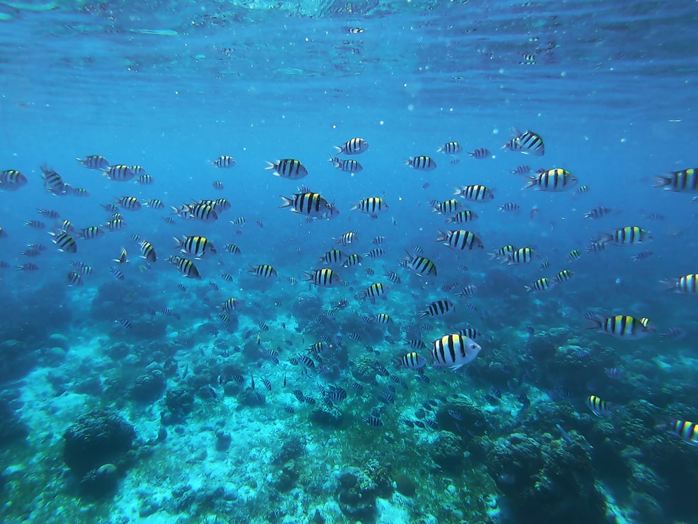 under water photography of shoal of white and black fish