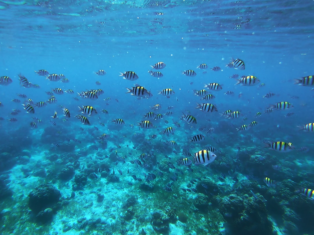 under water photography of shoal of white and black fish, Swimming in Olango Island.