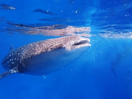gray whale underwater
