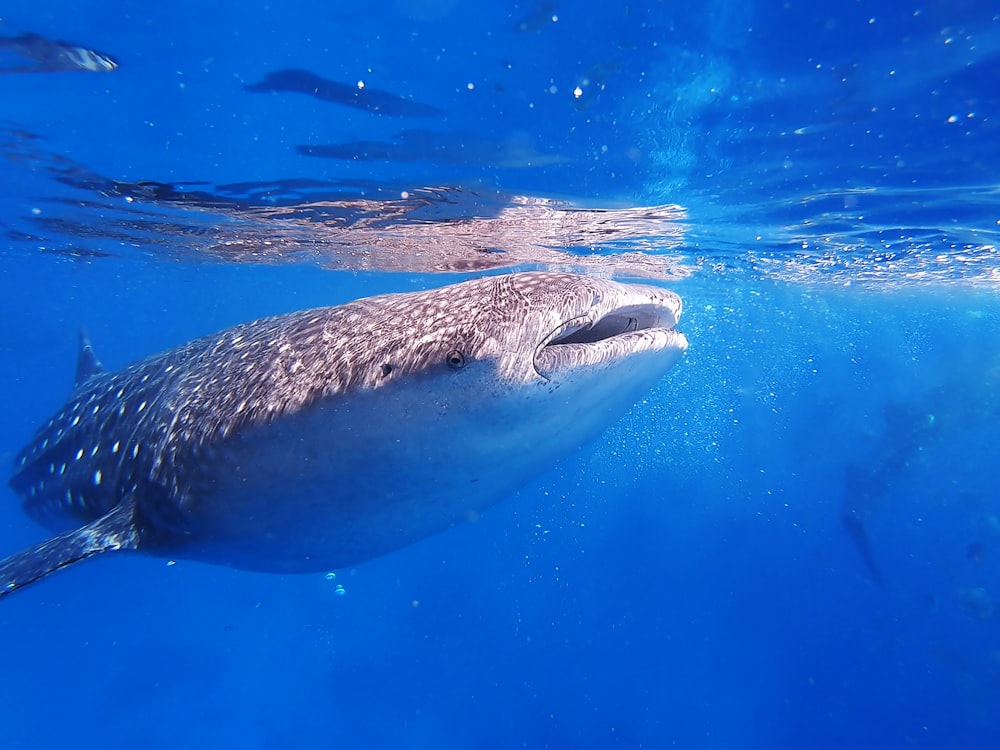 gray whale underwater