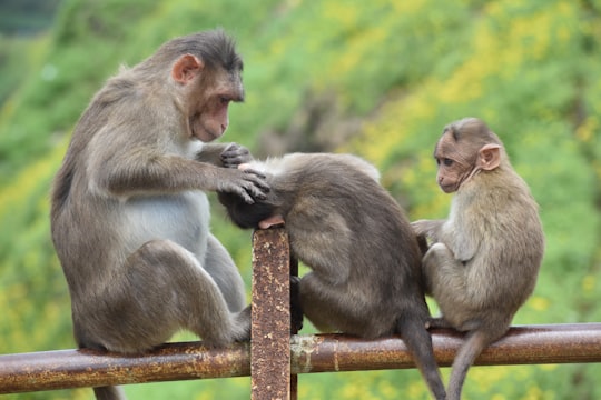 three brown monkeys sitting on a bar in Lonavala India
