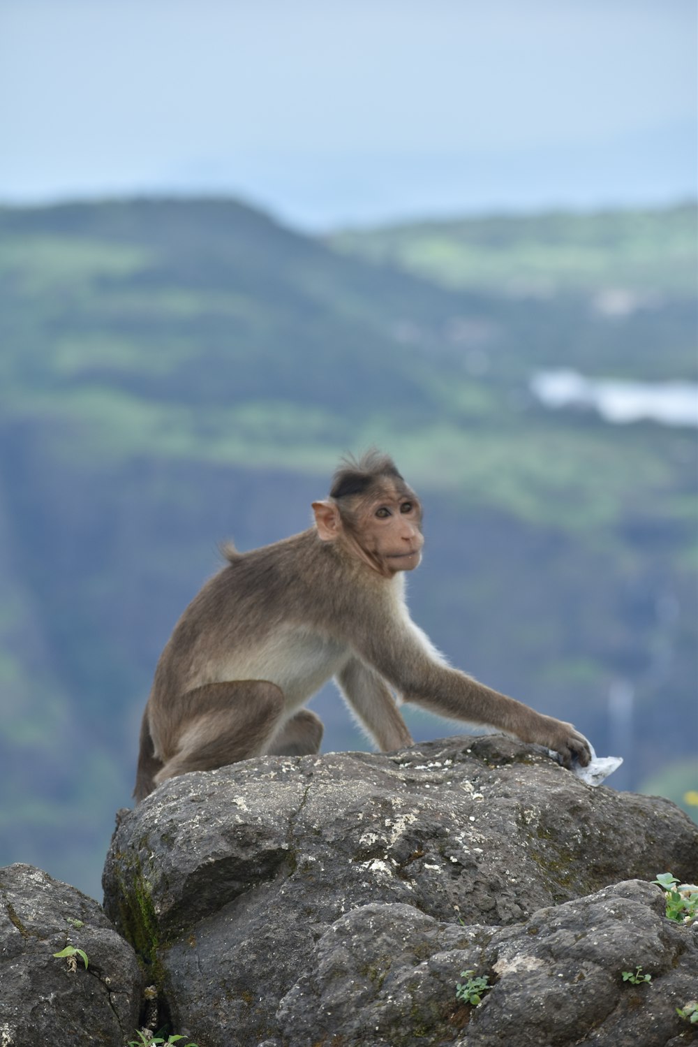 macaco marrom na pedra