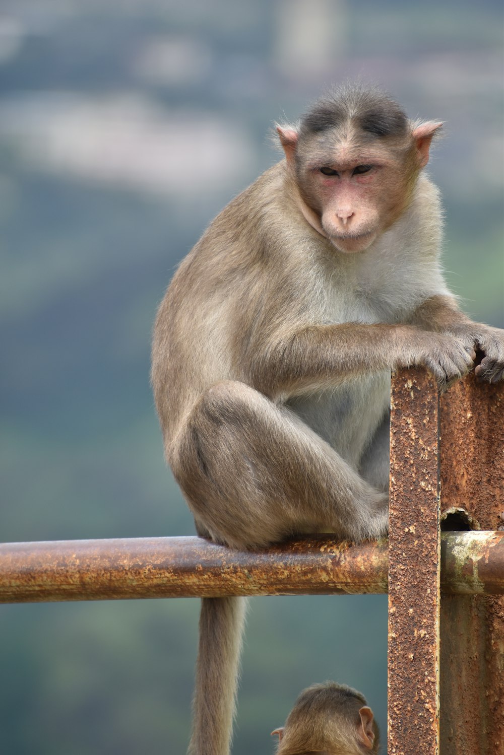 selective focus photography of monkey sits on metal rail