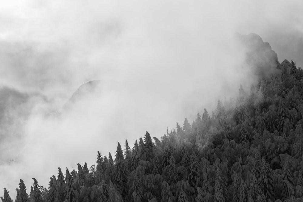 aerial view of pine trees