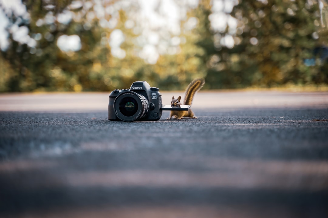 squirrel beside a black DSLR camera on the ground