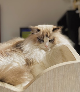 Fiona, the majestic blue longhair queen, lounging gracefully in soft sunlight.
