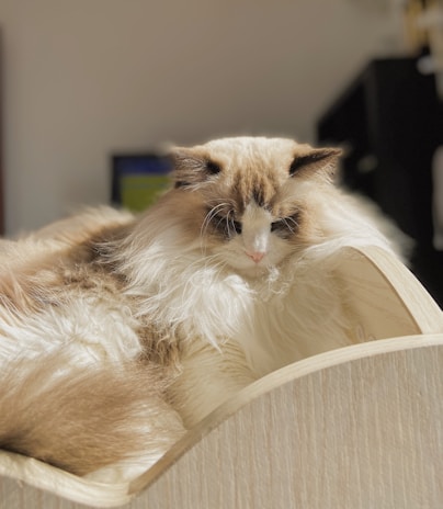 Fiona, the majestic blue longhair queen, lounging gracefully in soft sunlight.
