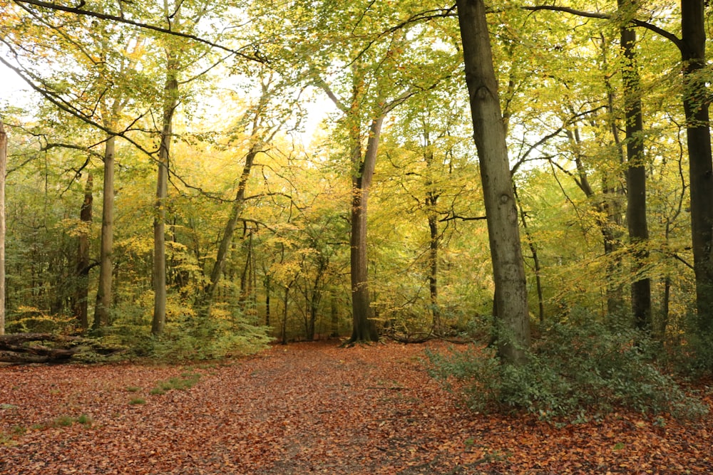 pathway between trees