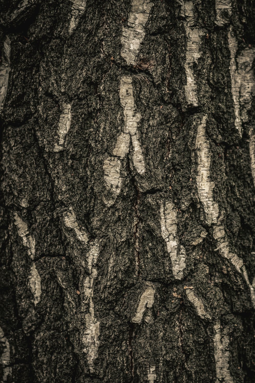 a close up of the bark of a tree